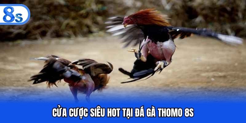 Cửa cược siêu hot tại đá gà thomo 8S