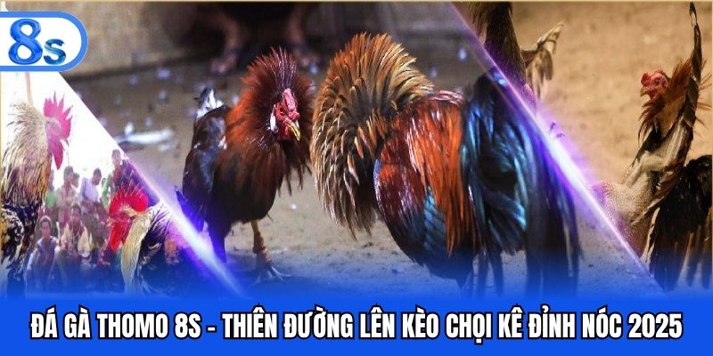 Đá gà thomo