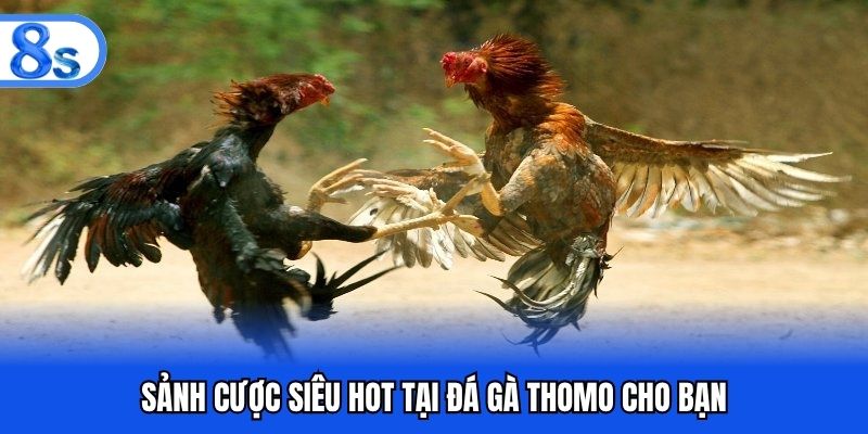 Sảnh cược siêu hot tại đá gà thomo cho bạn