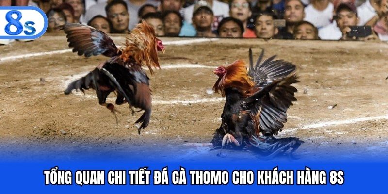 Tổng quan chi tiết đá gà thomo cho khách hàng 8S